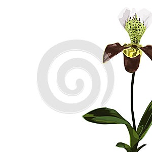 Tropical exotic dark orchid flower plant, elegant card template.