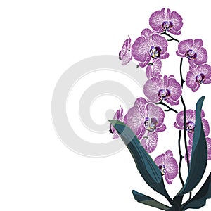 Tropical exotic violet orchid flower branch, elegant card template.