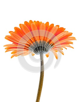 Flower Isolated