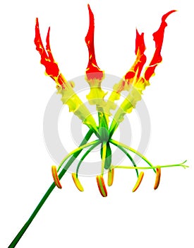 flower isolated from the background for use in the production of your various media