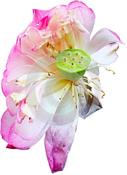 flower isolated from the background for use in the production of your various media