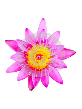 flower isolated from the background for use in the production of your various media