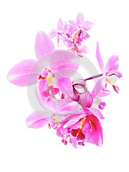 flower isolated from the background for use in the production of your various media