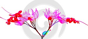 flower isolated from the background for use in the production of your various media