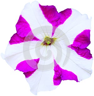 flower isolated from the background for use in the production of your various media