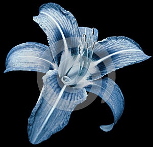 Flower isolated blue lily on black background no shadows. Closeup.
