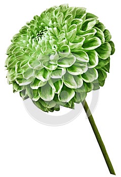 Flower isolated green dahlia on a white background. Flower on the stem. Closeup.