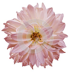 Flower isolated. light pink dahlia on a white background. Flower for design. Closeup.