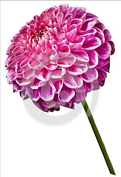 Flower isolated pink dahlia on a white background. Flower on the stem. Closeup.