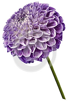 Flower isolated purple dahlia on a white background. Flower on the stem. Closeup.