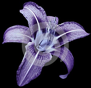 Flower isolated purple ily on black background no shadows. Closeup.