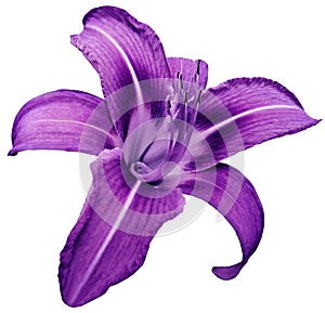 Flower isolated purple lily on white background no shadows. Closeup.