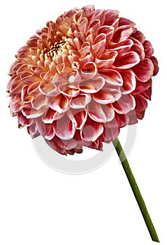 Flower isolated red dahlia on a white background. Flower on the stem. Closeup.
