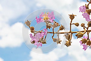 Flower isolated on the sky background.