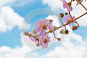 Flower isolated on the sky background.