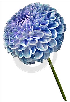 Flower isolated turquoise dahlia on a white background. Flower on the stem. Closeup.