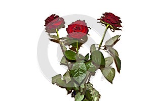 Flower isolated on white background