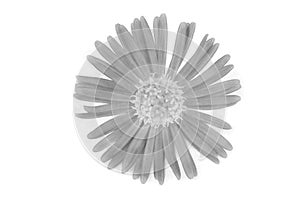 Flower isolated on white