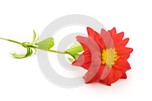 Flower isolatrd on white