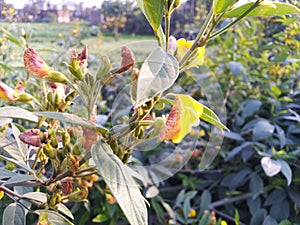 Flower and its buds seeds in botany