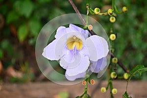 Flower with its buds