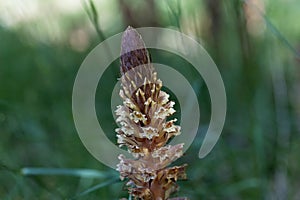 Flower of an ivy broomrape, Orobanche hederae