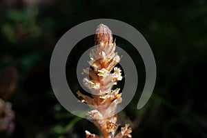 Flower of an ivy broomrape, Orobanche hederae