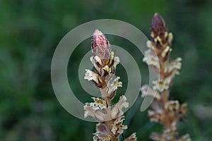 Flower of an ivy broomrape, Orobanche hederae