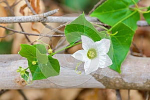 Flower Ivy Gourd or Coccinia grandis