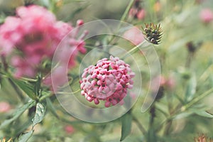 Flower (Ixora Flower) pink color in the garden