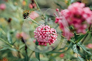 Flower (Ixora Flower) pink color in the garden