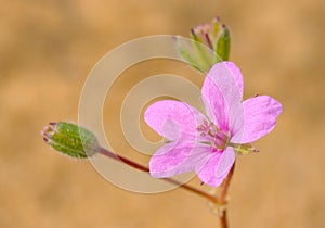 Flower of Izrael.