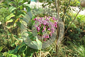 Flower jam on Kamergersky lane.