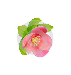 Flower of Japanese Quince (Chaenomeles japonica) isolated on white background photo