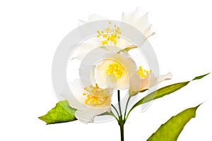 Flower of jasmine