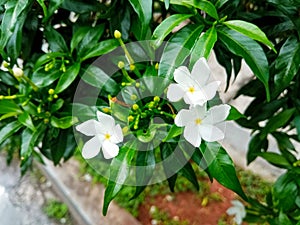 flower jasmine absrtact background nature