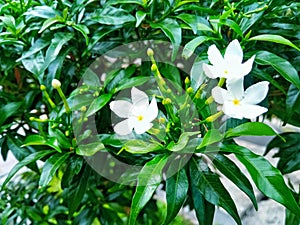 flower jasmine background nature abstract green leaves