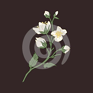 flower, jasmine, white, mock orange, elegant, background, black, blooming, blossom, botanical, botany, branch, bud