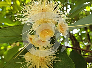 Flower of Java Apple Tree