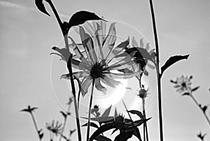 Flower of Jerusalem artichoke