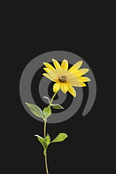 Flower of Jerusalem artichoke on black background