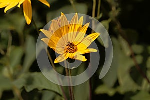 Flower of a Jerusalem artichoke, Helianthus tuberosus