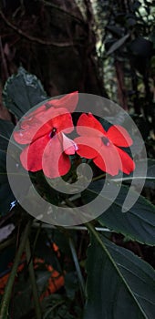 Flower in the junggle