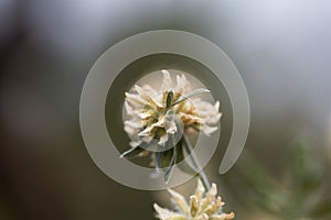 Flower of a Jupiter beard, Anthyllis barba jovis