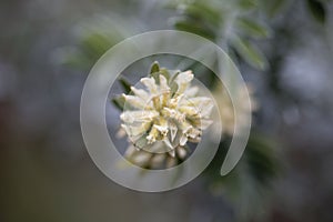 Flower of a Jupiter beard, Anthyllis barba jovis