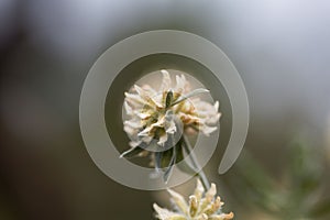 Flower of a Jupiter beard, Anthyllis barba jovis photo