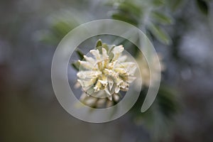Flower of a Jupiter beard, Anthyllis barba jovis photo