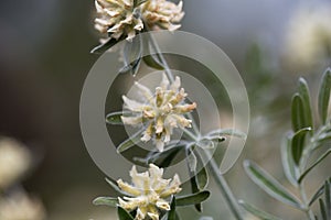 Flower of a Jupiter beard, Anthyllis barba jovis photo