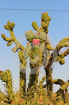 Flower Kaktus on Tree Spanien  Alicante photo