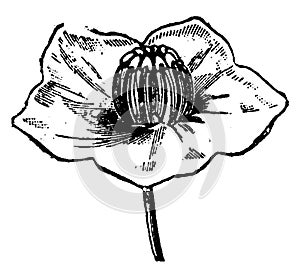 Flower Kalmia, vintage engraving